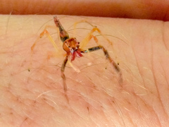 Viciria pavesii