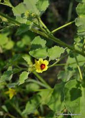 Malvales