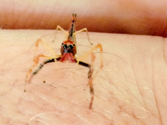 Viciria pavesii