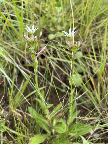 Alepidea peduncularis image