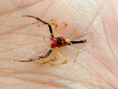 Viciria pavesii