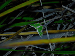 Eucyclodes insperata