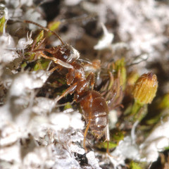 Lasius