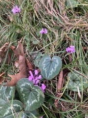 Cyclamen coum