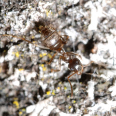 Lasius