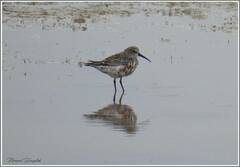 Calidris ferruginea