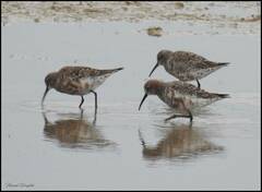 Calidris ferruginea