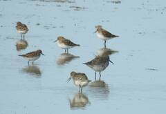Calidris ferruginea