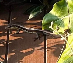 Eutropis longicaudata