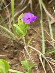 Polygala serpentaria