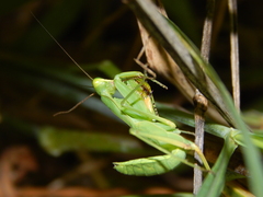 Sphodromantis