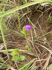 Polygala serpentaria