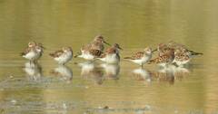 Calidris minuta