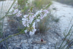 Erica pulchella