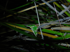 Eucyclodes insperata
