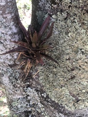 Guzmania monostachia