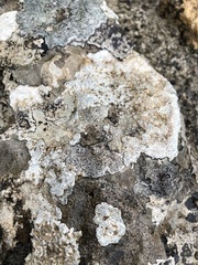 Bagliettoa parmigera