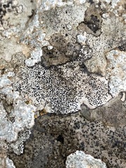 Bagliettoa parmigera