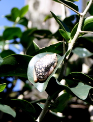 Hyperolius viridiflavus pantherinus