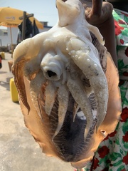 Cephalopoda