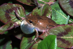 Hyperolius viridiflavus pantherinus
