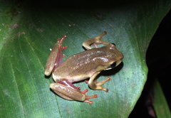 Hyperolius viridiflavus pantherinus