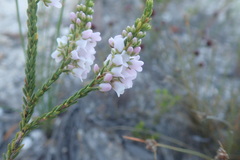 Erica pulchella