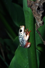 Hyperolius viridiflavus pantherinus