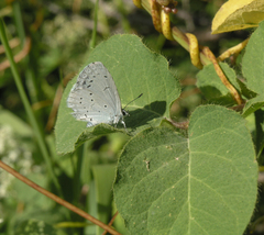 Celastrina argiolus