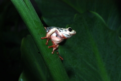 Hyperolius viridiflavus pantherinus