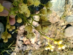 Chauliognathus scriptus