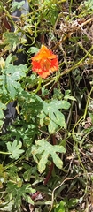 Tropaeolum smithii