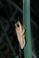 Hyperolius viridiflavus