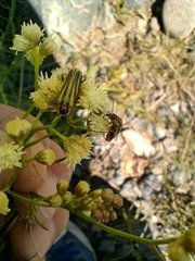 Chauliognathus scriptus