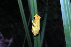 Hyperolius viridiflavus