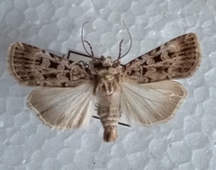 Chersotis multangula