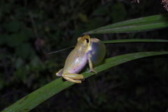 Hyperolius viridiflavus