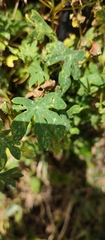 Tropaeolum smithii