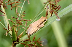 Hyperolius viridiflavus