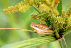 Hyperolius viridiflavus