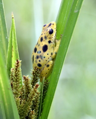 Hyperolius viridiflavus