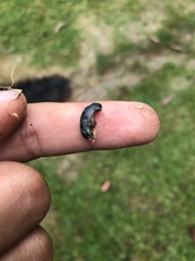 Pycnoscelus surinamensis