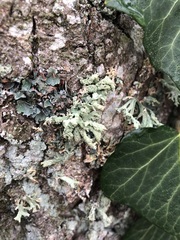 Pseudevernia furfuracea