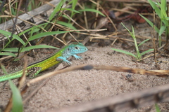 Cnemidophorus lemniscatus