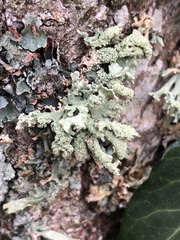 Pseudevernia furfuracea