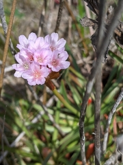 Armeria maritima