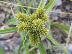 Cyperus aggregatus