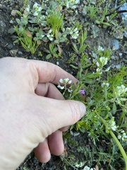 Tomostima cuneifolia