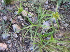 Cyperus aggregatus