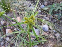 Cyperus aggregatus